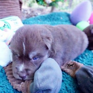 AKC Husky Puppies