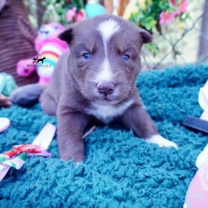 Champion Bloodlines Huskies