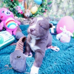 Champion Bloodlines Huskies