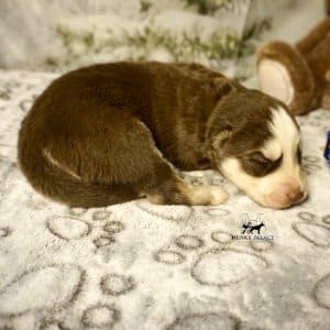 Husky litters