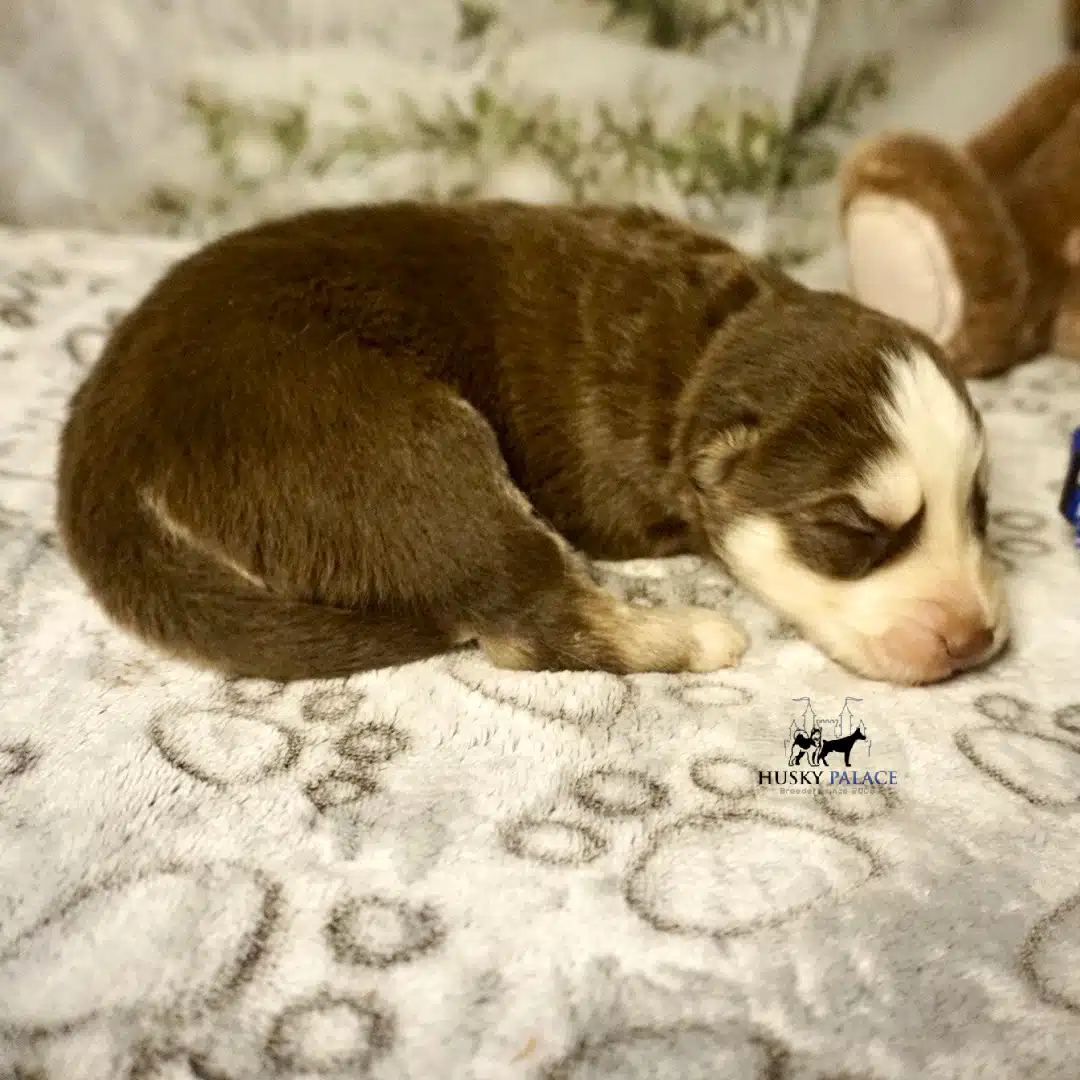 Husky litters
