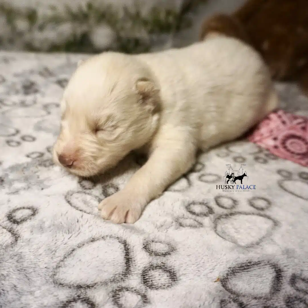 Husky litters