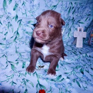 Siberian Husky Puppies For Sale