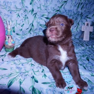 Siberian Husky Puppies For Sale