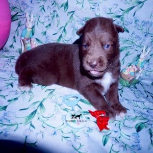Siberian Husky Puppies For Sale