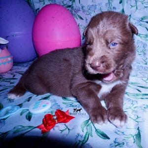 brown husky puppy