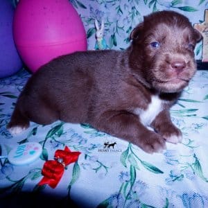 solid brown husky puppy