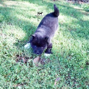 AKC Breeders