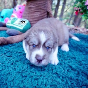 AKC Siberian Husky