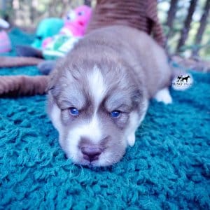 AKC Siberian Husky