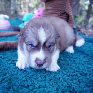 AKC Siberian Husky