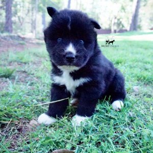Pure Siberian Husky