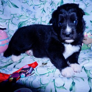 Siberian Husky Puppies For Sale