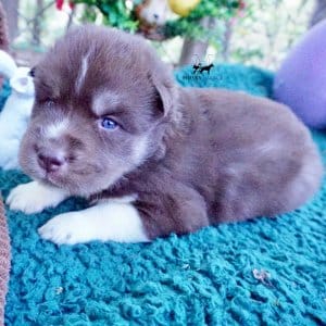 AKC Husky Puppies