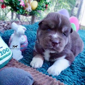 AKC Husky Puppies