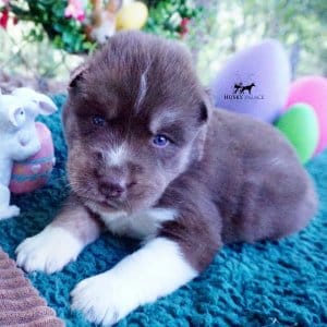 AKC Husky Puppies