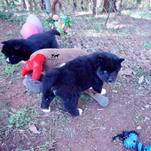 AKC Breeders