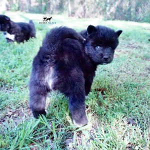AKC Breeders
