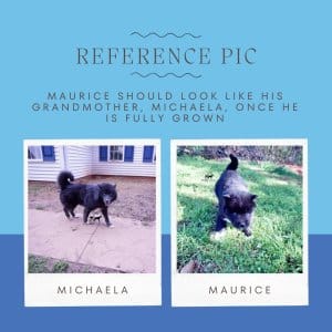 maurice reference pic