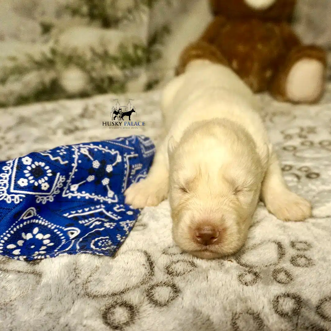 Husky litters