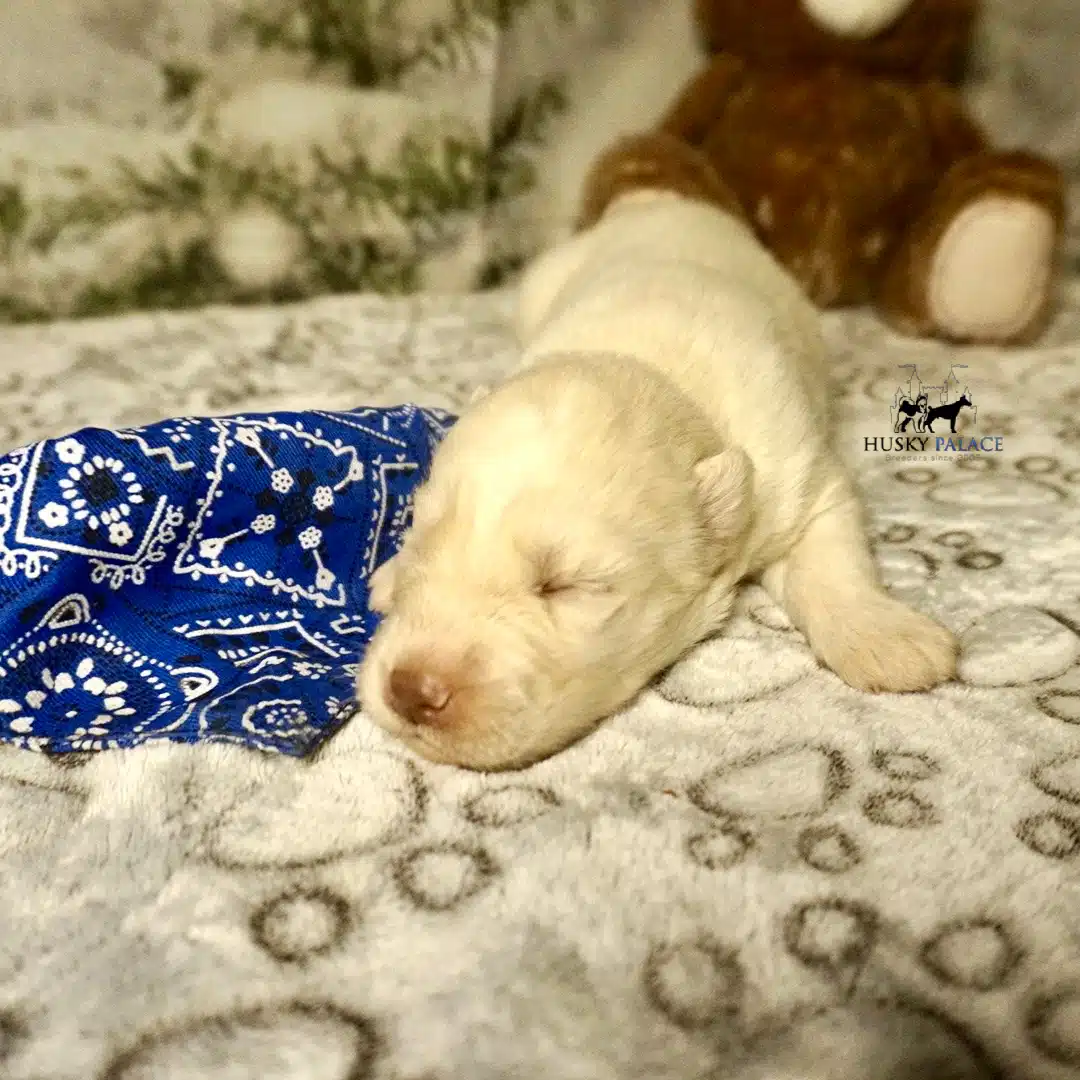 Husky litters