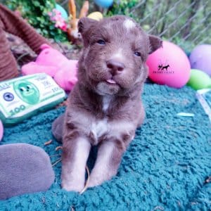 Champion Siberian Husky