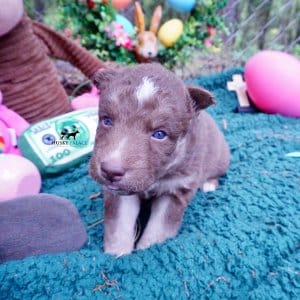 Champion Siberian Husky