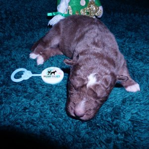 Siberian Husky Puppies For Sale
