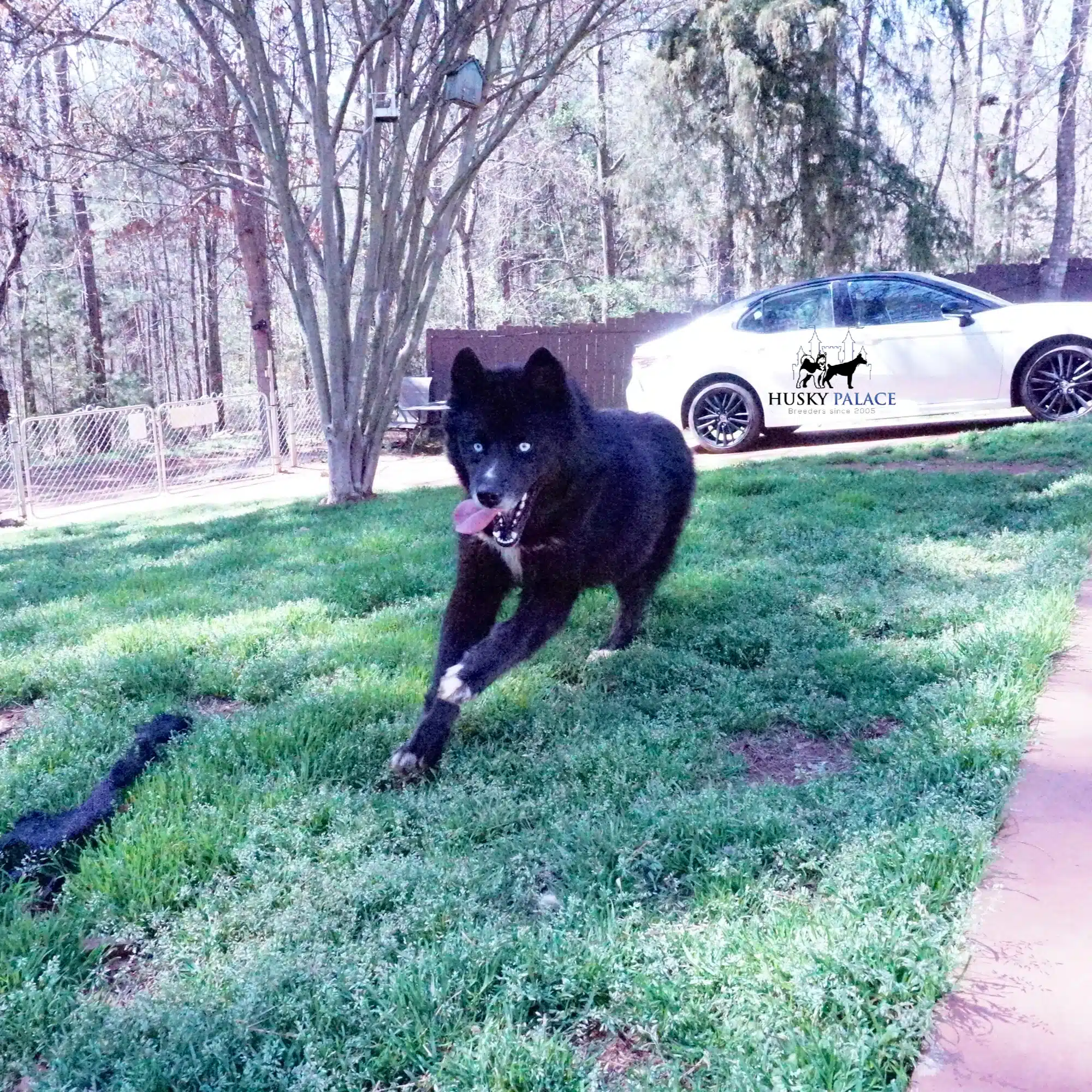 moana black husky moana