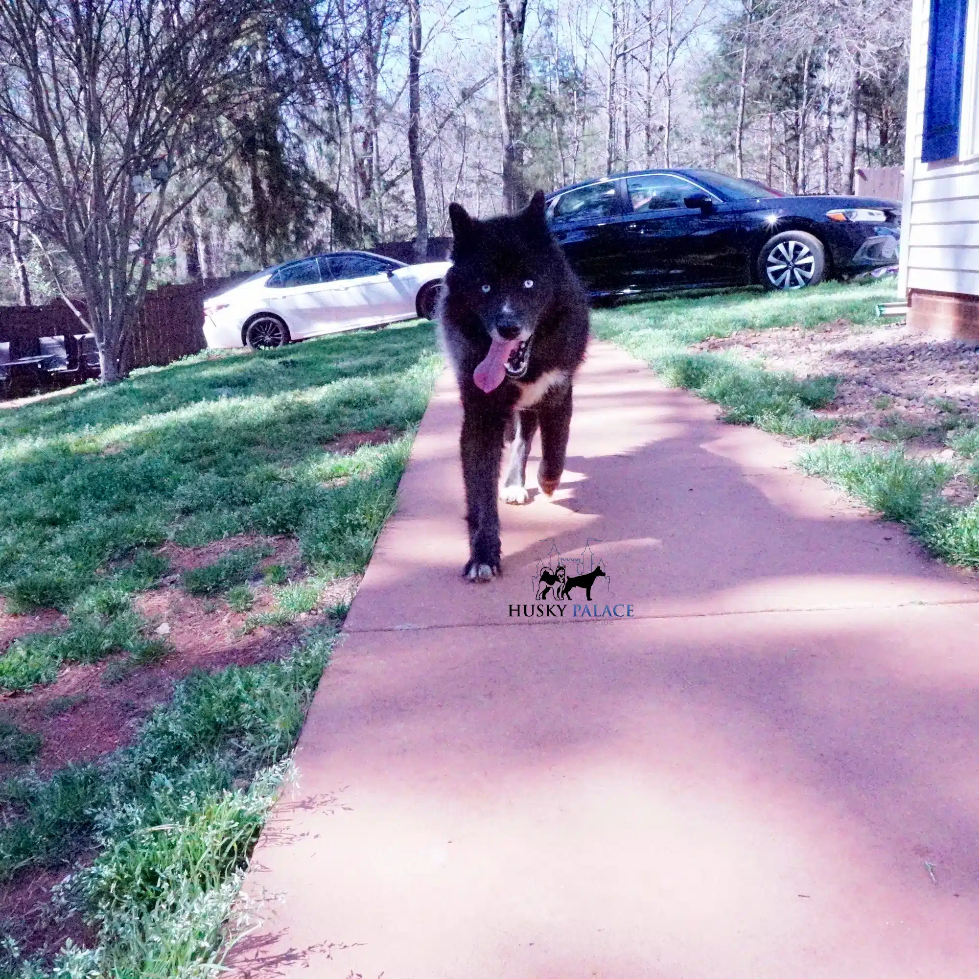 moana black siberian husky moana