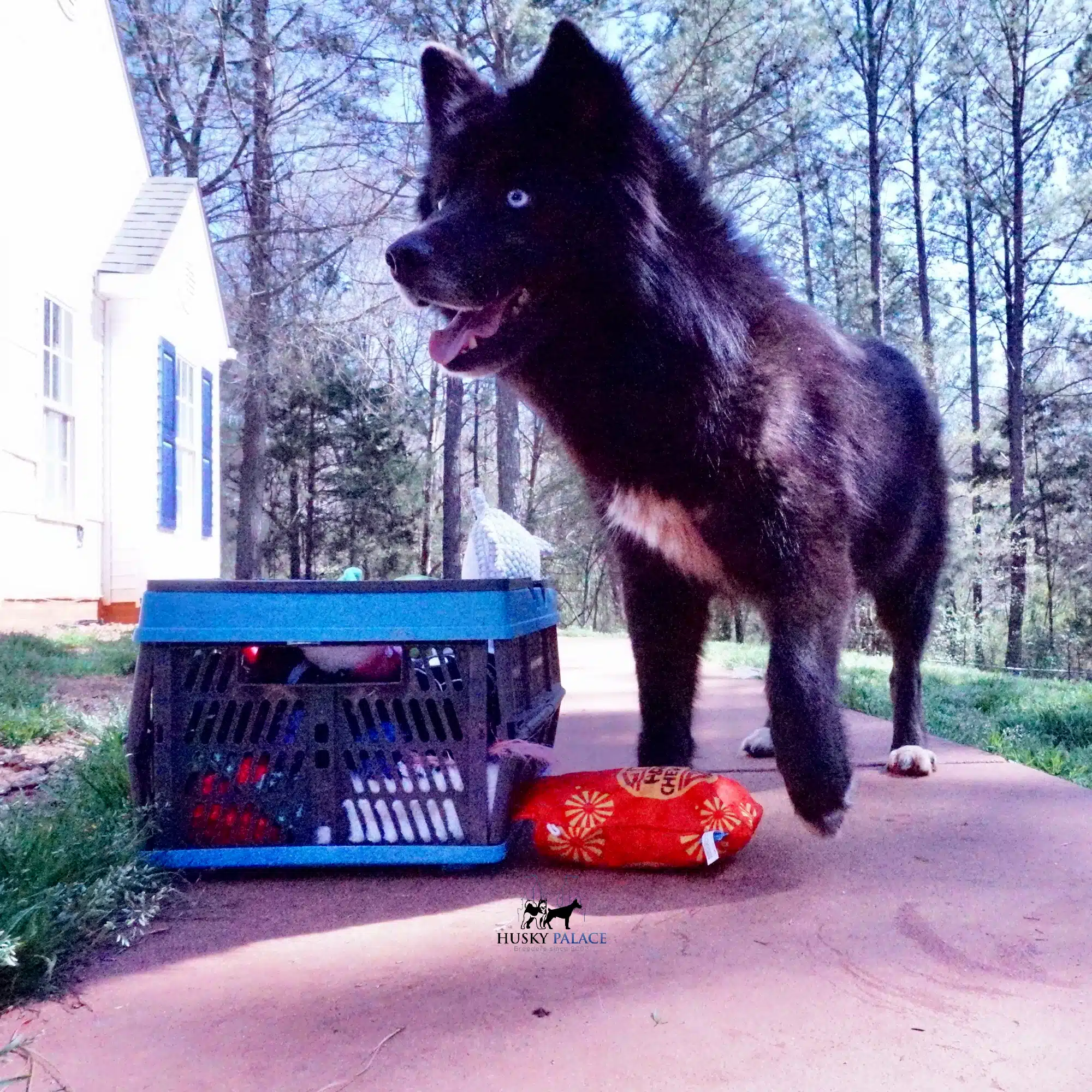 moana solid black husky moana