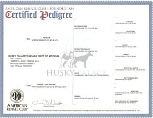 AKC pedigree