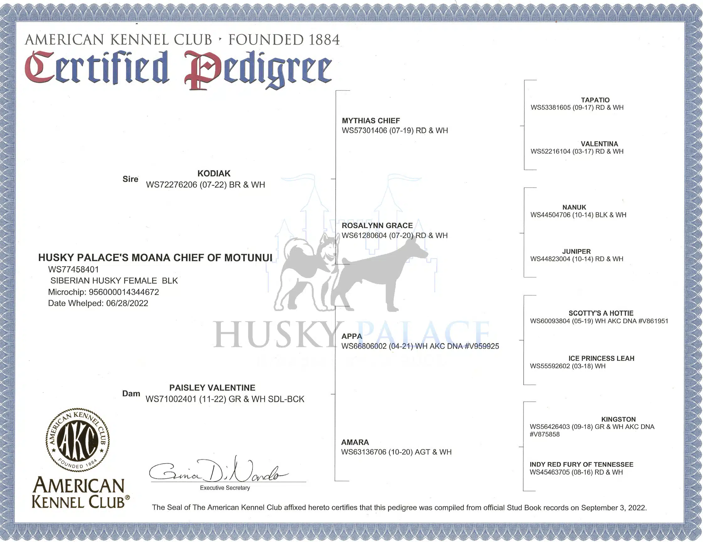 moana’s pedigree AKC pedigree
