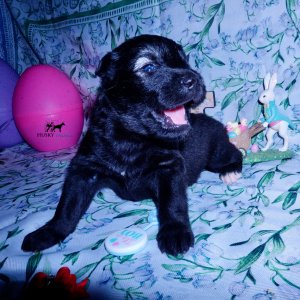 Siberian Husky Puppies For Sale