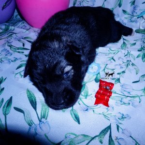 agouti husky puppy
