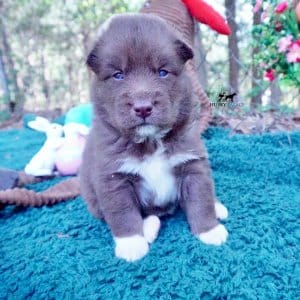 Copper Siberian Husky