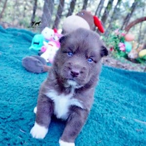 Copper Siberian Husky