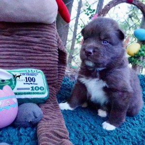 Copper Siberian Husky