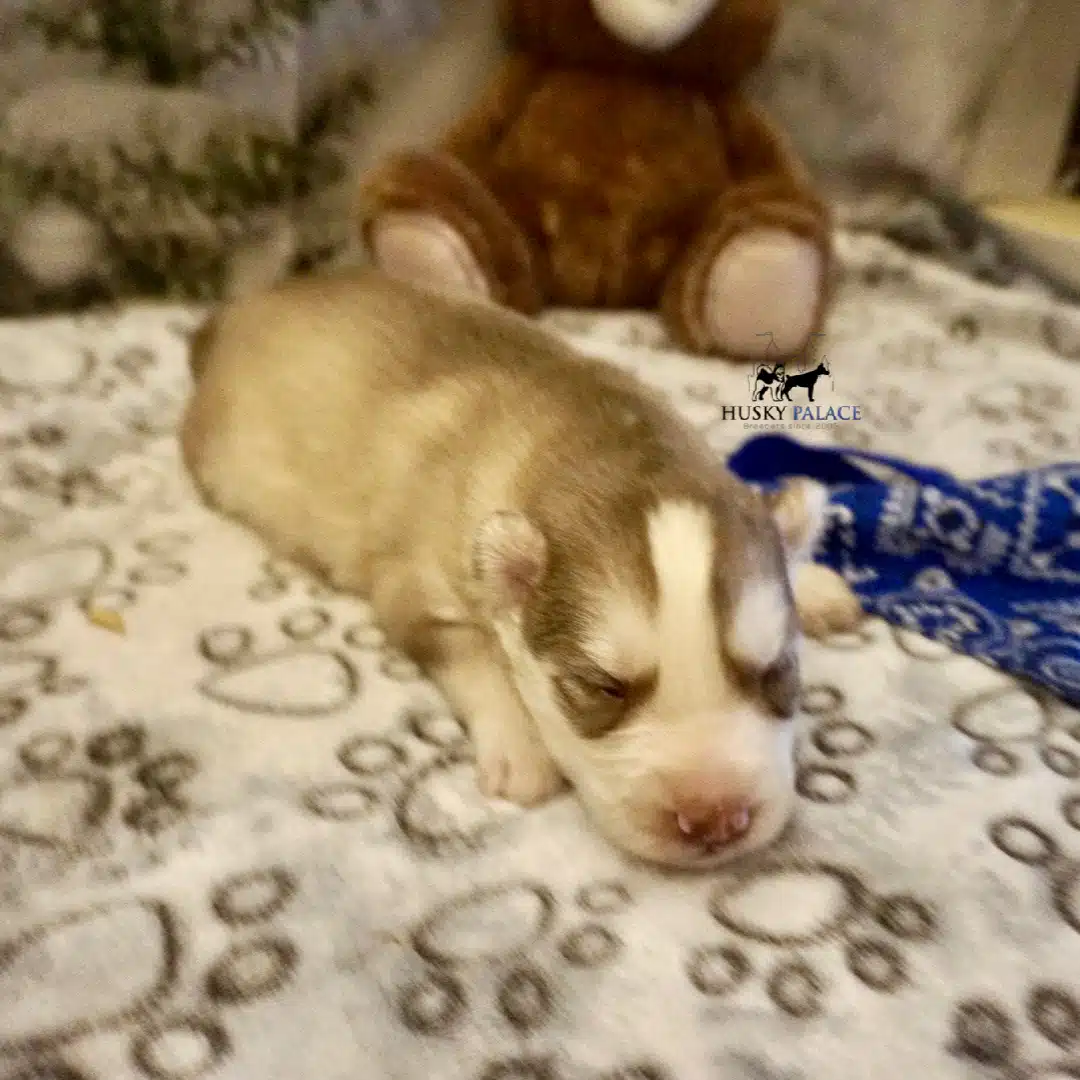 Siberian Husky Puppies In NC