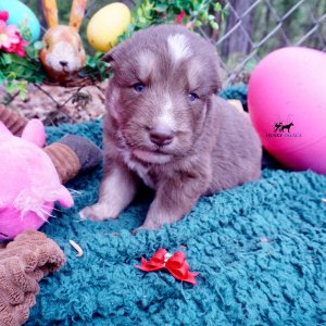 Champion Bloodline Husky