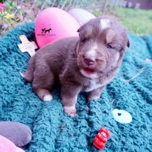 Champion Bloodline Husky
