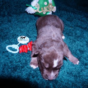 Siberian Husky Puppies For Sale