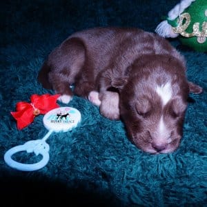Siberian Husky Puppies For Sale