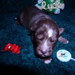 Siberian Husky Puppies For Sale