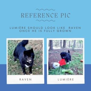 refernce pic lumiere