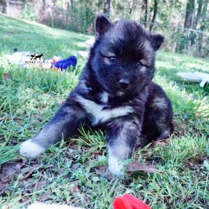 Agouti Husky Breeder