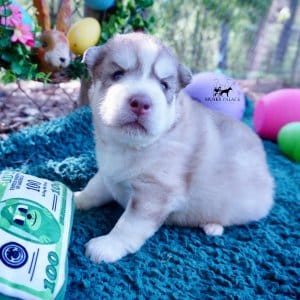 AKC Huskies