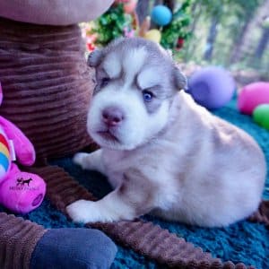 AKC Huskies