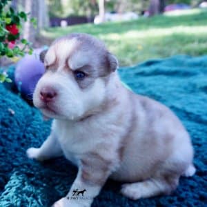 AKC Huskies