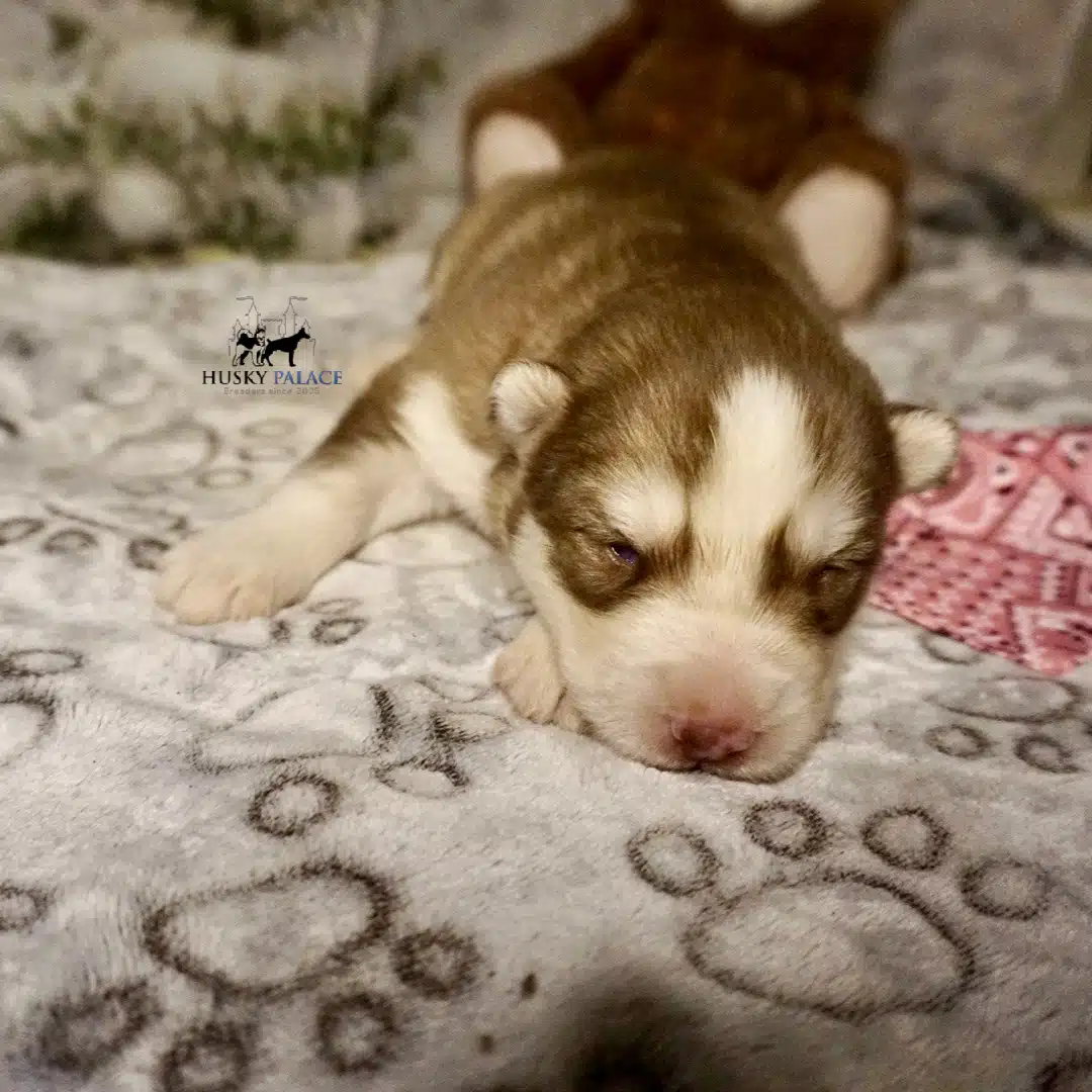 Siberian Husky Puppies In NC